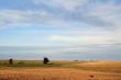 country field