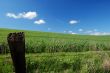 country field