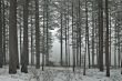 snowy forest in winter