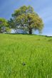 Oak Tree in spring