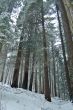 snowy forest in winter