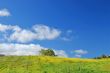 meadow in springtime