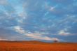 evening field