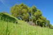 meadow and forest