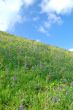 meadow in springtime