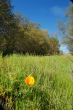 meadow and forest