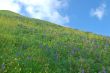 meadow in springtime