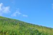 meadow in springtime