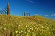 springtime meadow
