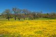 springtime meadow