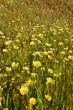 Forest of wildflwers