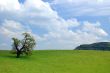 oak tree in spring
