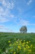 springtime landscape
