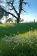 springtime meadow
