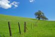 oak tree in spring