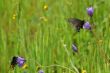butterflies in meadow