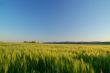 golden field