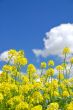 springtime meadow
