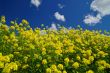 springtime meadow
