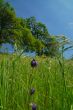 springtime meadow