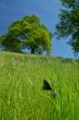 springtime meadow