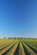 rural countryside