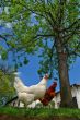 hen and rooster