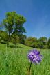 rural countryside