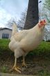 hen