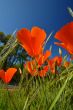 Wildflowers