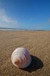 Seashell on the beach