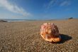 Seashell on the beach