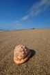 Seashell on the beach