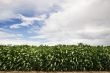 Leafy Crop and Cloudy Sky