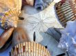 Seashells around a Sand dollar