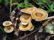 Mushrooms