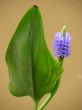 Pickerel Weed