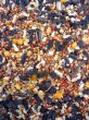 Bird Seed