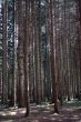 Route des sapins