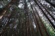 Route des sapins 3