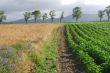 Plateau de Sault 5