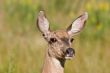 Doe Closeup