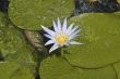 Sacred blue lily