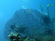 Divers behind of large Gorgonaria