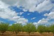 orchard in springtime