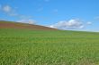 springtime field
