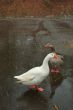 geese