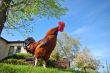 cock a doodle doo!