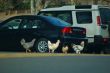 Why did the chickens cross the road?