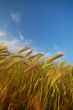 agricultural landscape